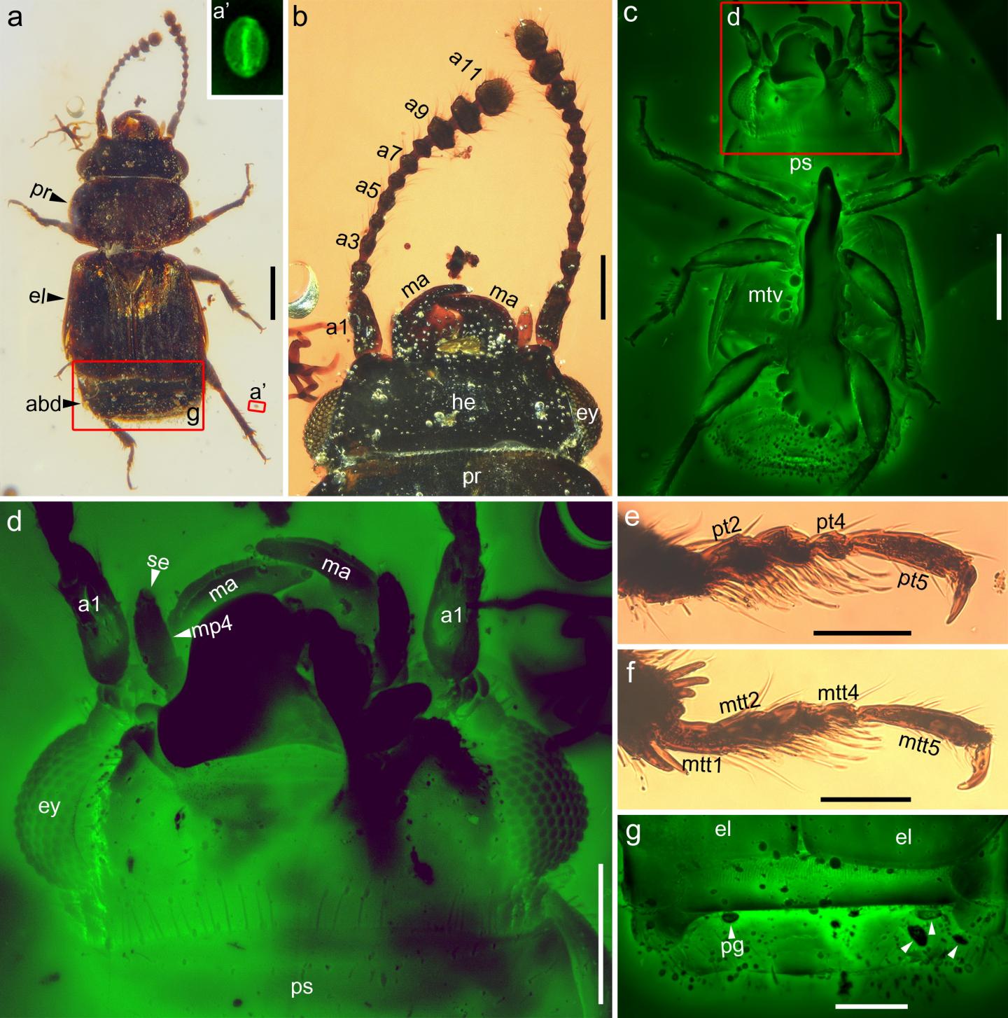 Scientists Uncover the Last Dinner of a Cretaceous Pollinator!!!