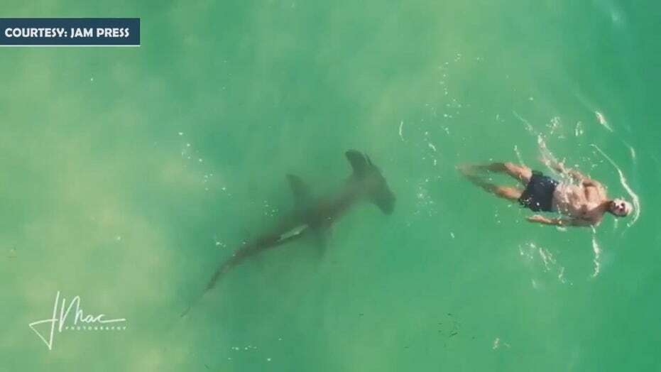 Swimmer Narrowly Escapes Hammerhead Shark Attack In Panama City Video