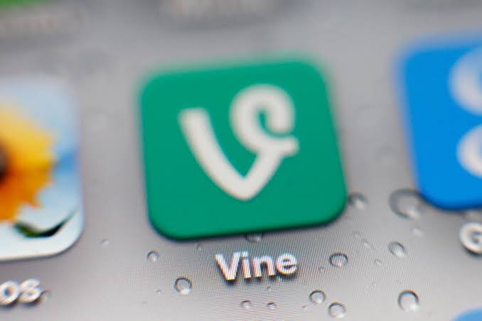 Vine 