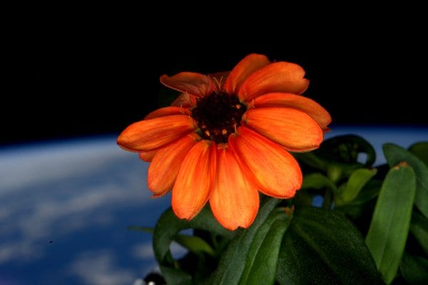 'Space Flower': NASA Shares Image Of Zinnia Flower Grown On ISS.