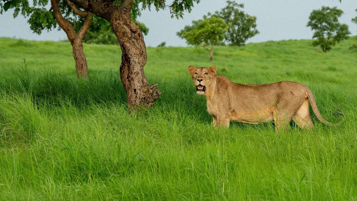 PM Modi Reveals Astonishing Growth in Asiatic Lion Population Over the Past Few Years! 7