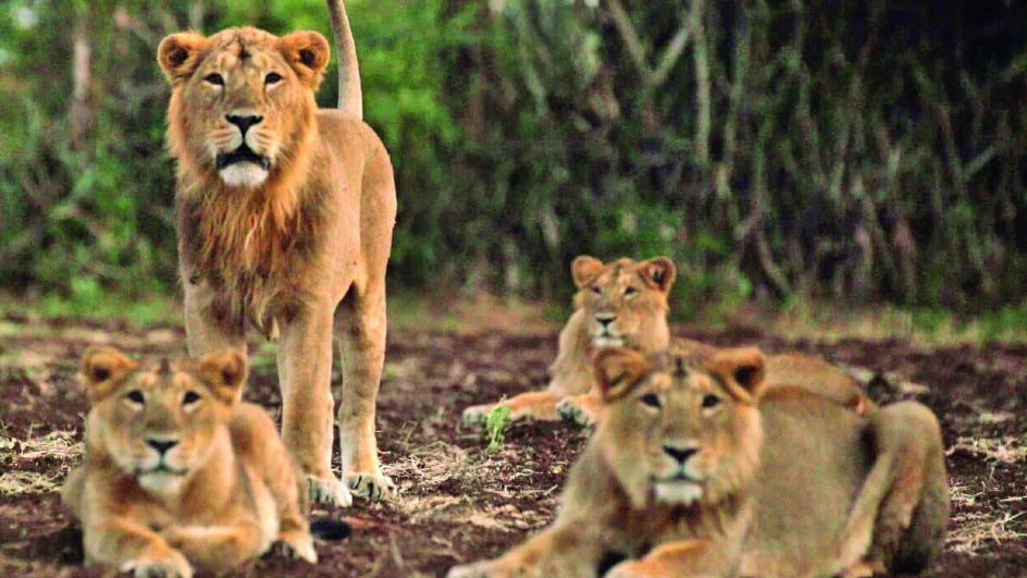 Asiatic Lions Population Skyrockets in India: PM Modi's Remarkable Revelation! 15
