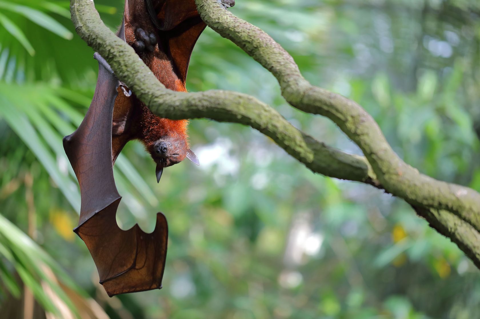 bats-hanging-upside-down-sleeping-1465.jpeg