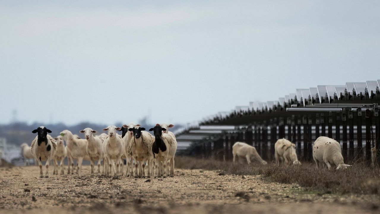 solar-farms-sheep-employment-usa-9239.jpeg